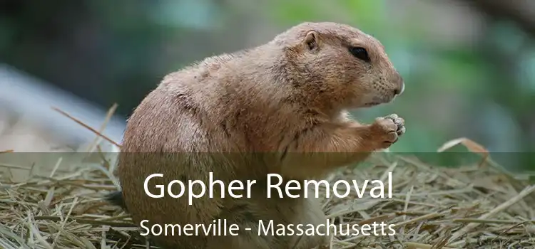 Gopher Removal Somerville - Massachusetts