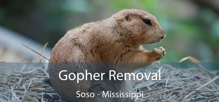 Gopher Removal Soso - Mississippi