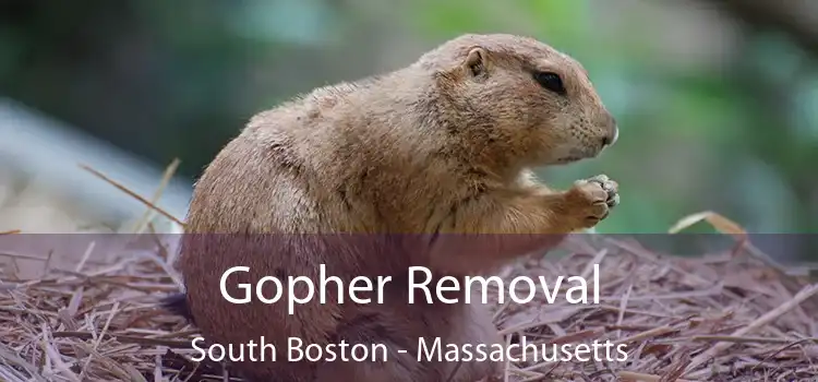 Gopher Removal South Boston - Massachusetts