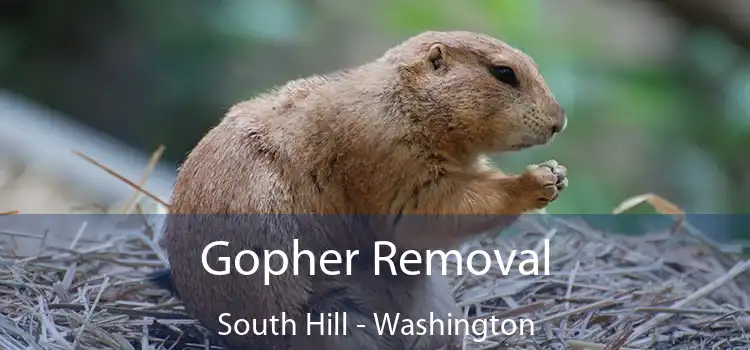 Gopher Removal South Hill - Washington