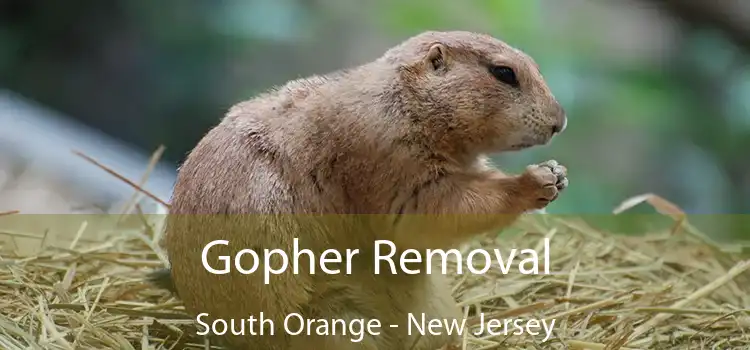 Gopher Removal South Orange - New Jersey