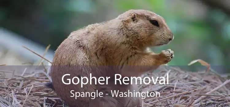 Gopher Removal Spangle - Washington