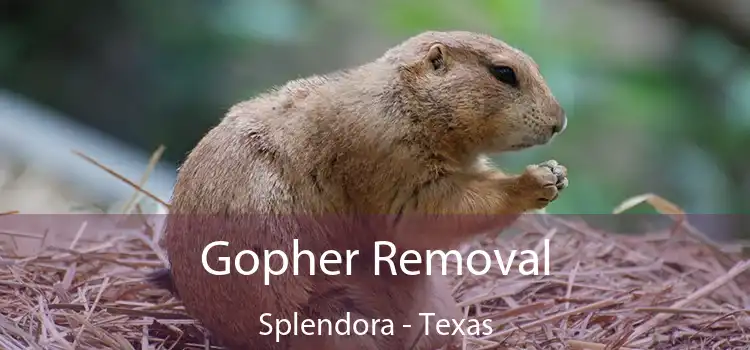 Gopher Removal Splendora - Texas