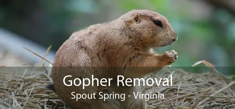 Gopher Removal Spout Spring - Virginia