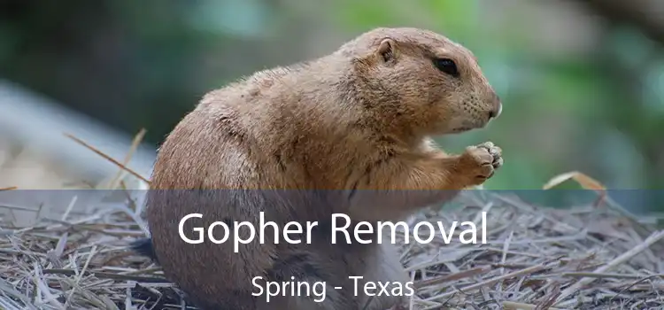 Gopher Removal Spring - Texas