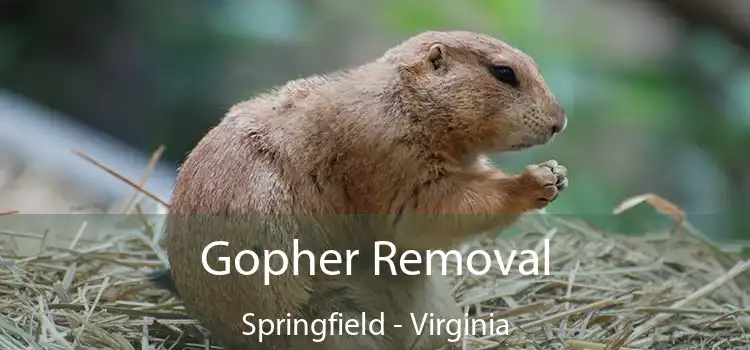 Gopher Removal Springfield - Virginia