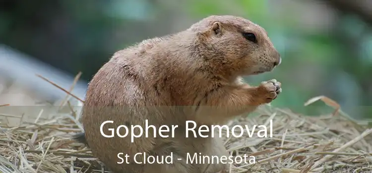 Gopher Removal St Cloud - Minnesota