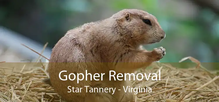 Gopher Removal Star Tannery - Virginia