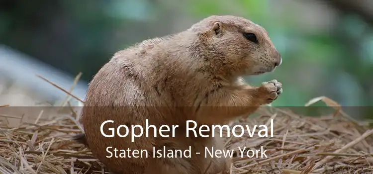 Gopher Removal Staten Island - New York