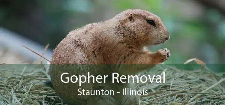 Gopher Removal Staunton - Illinois