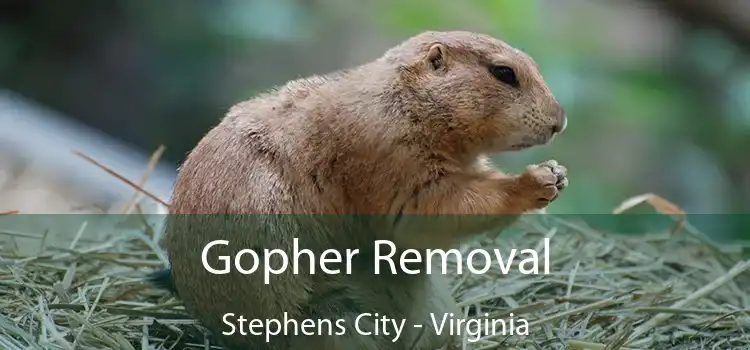 Gopher Removal Stephens City - Virginia