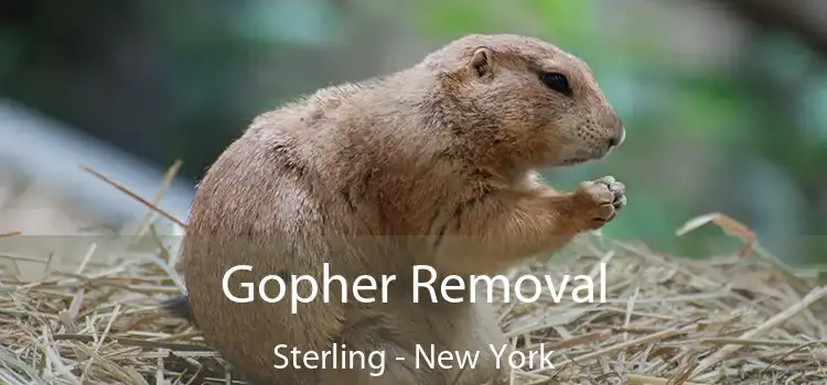 Gopher Removal Sterling - New York