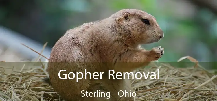 Gopher Removal Sterling - Ohio