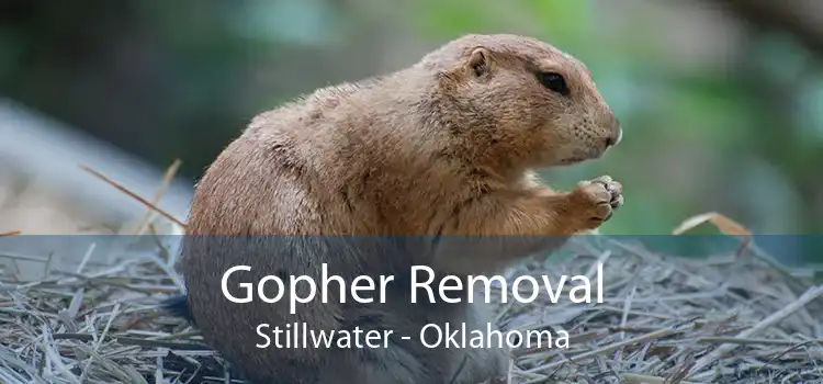 Gopher Removal Stillwater - Oklahoma