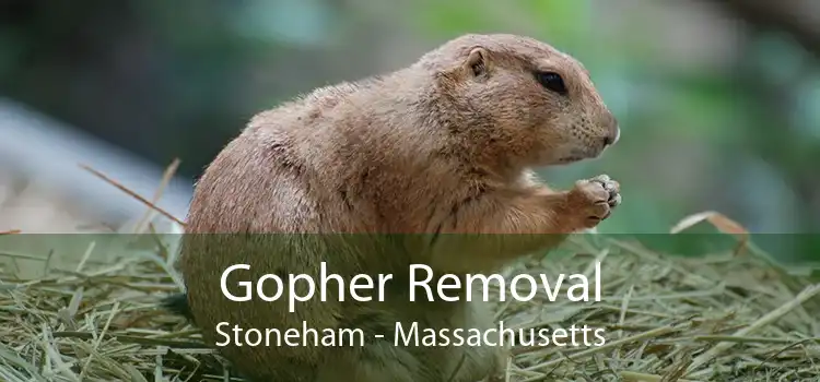 Gopher Removal Stoneham - Massachusetts