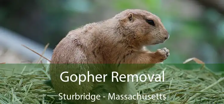 Gopher Removal Sturbridge - Massachusetts