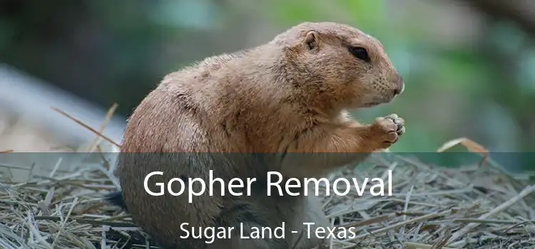 Gopher Removal Sugar Land - Texas