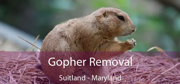 Gopher Removal Suitland - Maryland