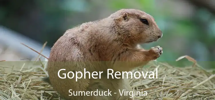 Gopher Removal Sumerduck - Virginia
