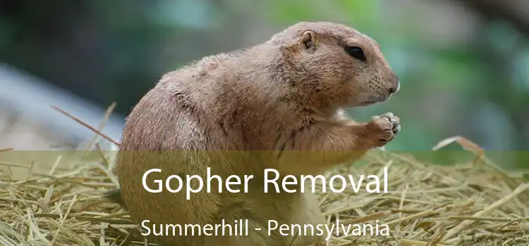 Gopher Removal Summerhill - Pennsylvania