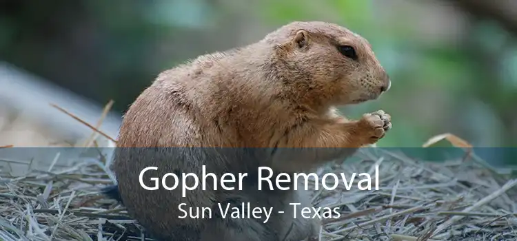 Gopher Removal Sun Valley - Texas