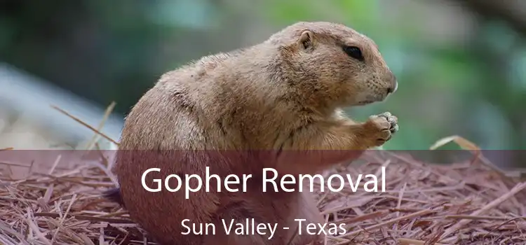Gopher Removal Sun Valley - Texas