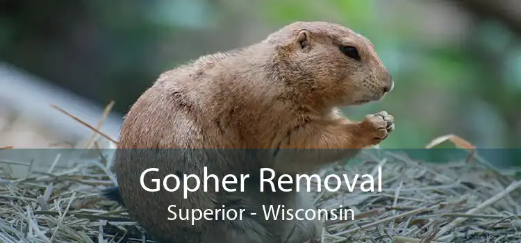 Gopher Removal Superior - Wisconsin