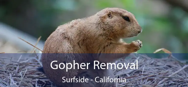 Gopher Removal Surfside - California