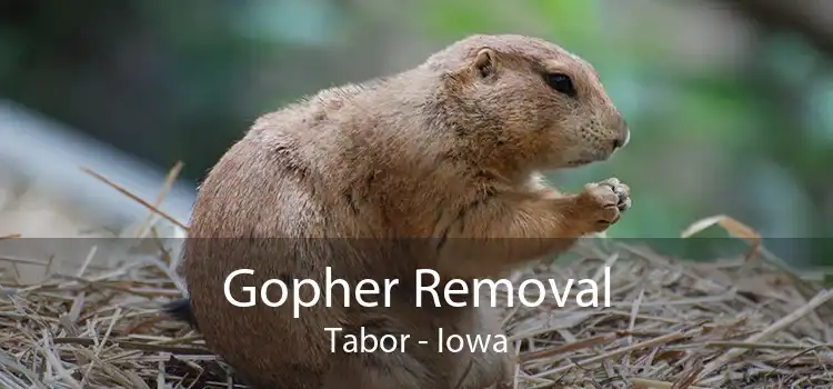 Gopher Removal Tabor - Iowa