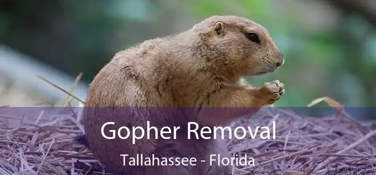 Gopher Removal Tallahassee - Florida