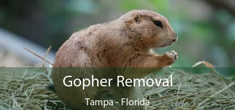 Gopher Removal Tampa - Florida