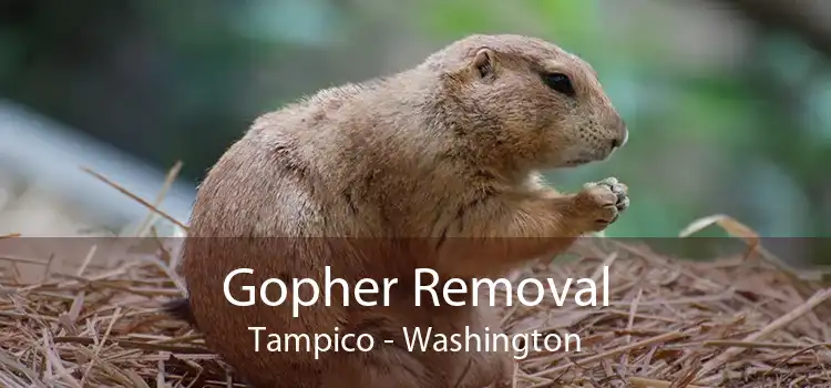 Gopher Removal Tampico - Washington