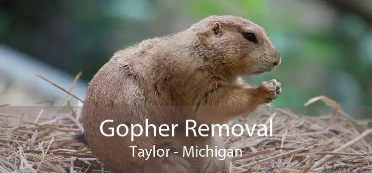 Gopher Removal Taylor - Michigan