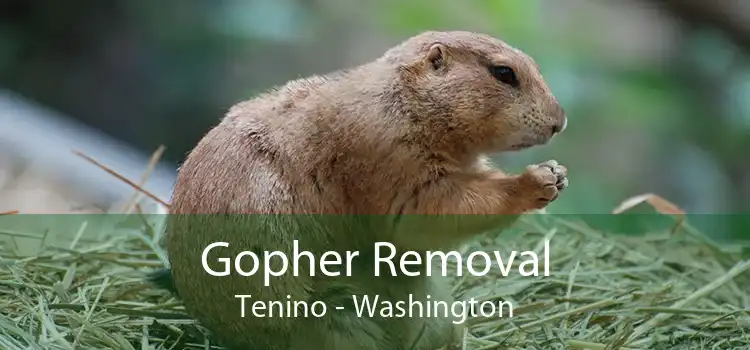 Gopher Removal Tenino - Washington