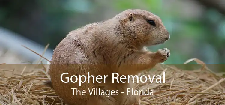 Gopher Removal The Villages - Florida