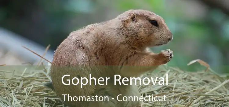 Gopher Removal Thomaston - Connecticut