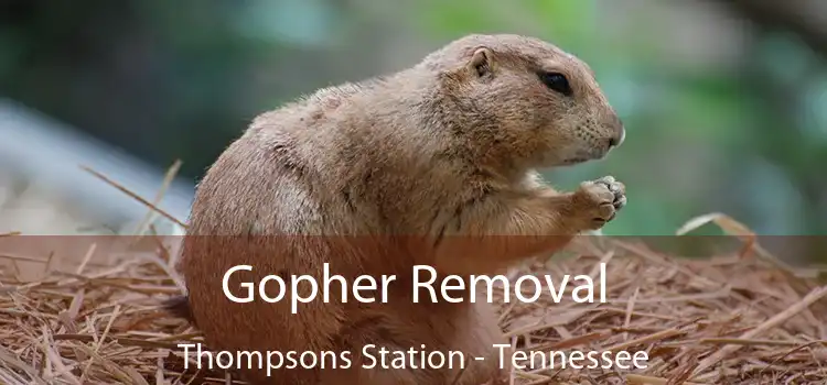 Gopher Removal Thompsons Station - Tennessee