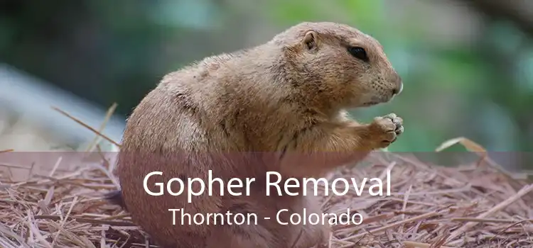 Gopher Removal Thornton - Colorado