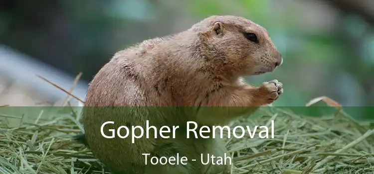 Gopher Removal Tooele - Utah