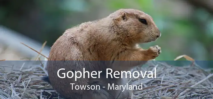 Gopher Removal Towson - Maryland