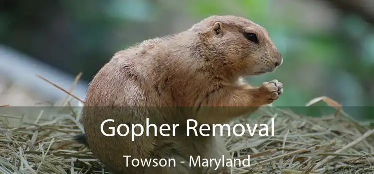 Gopher Removal Towson - Maryland