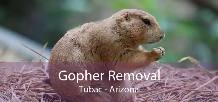 Gopher Removal Tubac - Arizona
