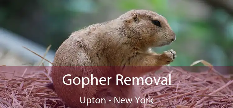 Gopher Removal Upton - New York