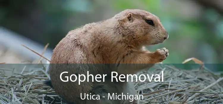 Gopher Removal Utica - Michigan