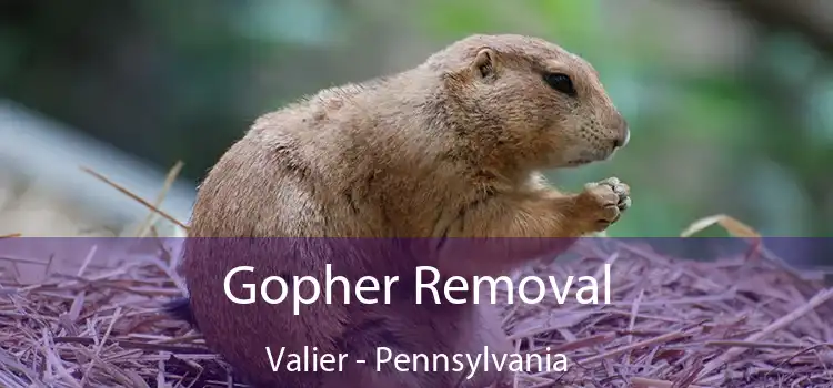 Gopher Removal Valier - Pennsylvania