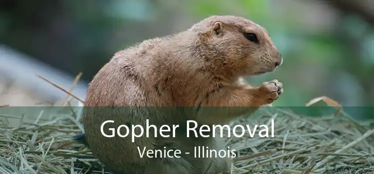 Gopher Removal Venice - Illinois