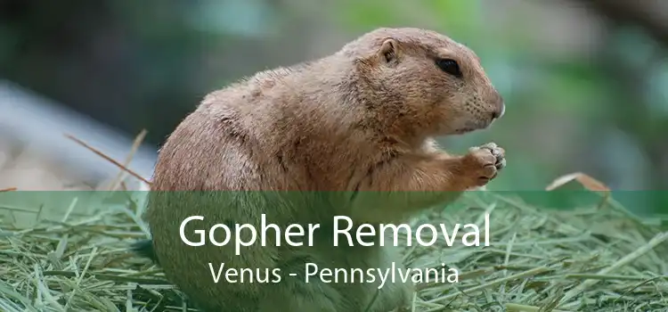 Gopher Removal Venus - Pennsylvania