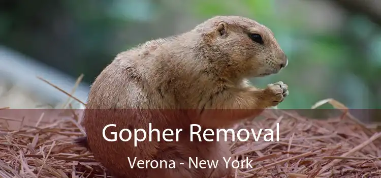 Gopher Removal Verona - New York