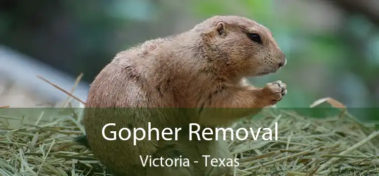 Gopher Removal Victoria - Texas