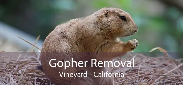 Gopher Removal Vineyard - California